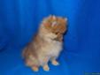 Sable Pomeranian Puppy with Green Eyes Ready Now
