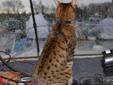 Savannah cat Loving and fun and papered MUST GO