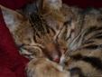 Savannah cat Loving and fun and papered MUST GO