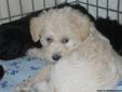 schnoodle puppies