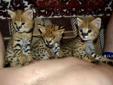 serval, caracal, ocelot and savannah kittens for sale