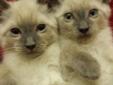 Siamese kittens