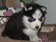 siberian husky puppy for sale