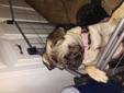 Six months old female pug pure breed