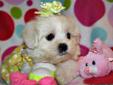 TEACUP Teddy Bear Maltipoo Puppies ?♥ (Apricot / Red color)