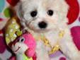 TEACUP Teddy Bear Maltipoo Puppies ?♥ (Apricot / Red color)