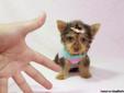 Tiny Teacup Puppies For Sale in Las Vegas! *Financing Available!*
