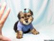Tiny Teacup Puppies For Sale in Las Vegas! *Financing Available!*