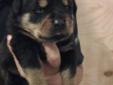 Top Quality German Rottweiler Puppies!!!