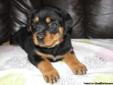 Two Beautiful Female Rottweiler Puppies Avaliable Now!!!