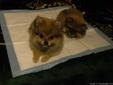 Two Female Pomeranian Puppies for Sale