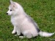 Two Purebred Siberian Husky Left send text to (650) 889-7735