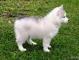 Two Purebred Siberian Husky Left send text to (650) 889-7735