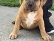 UKC bully pups for sale