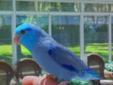 Vibrant Blue Male Parrotlet