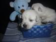 Westie puppies for sale