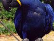 Wonderful hyacinth Macaw parrots available male and female