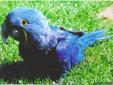 Wonderful hyacinth Macaw parrots available male and female
