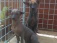 Xoloitzcuintle / mexican hairless dogs