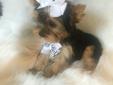 Yorkies Looking for Great Homes!!!